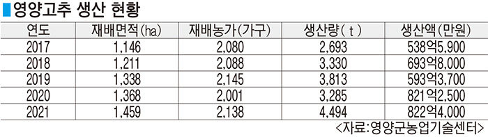 [농업으로 행복한 영양 .1] 전국 최고의 품질 영양고추…색깔 곱고 매콤달콤 깊은 맛…당질·비타민 함량 월등