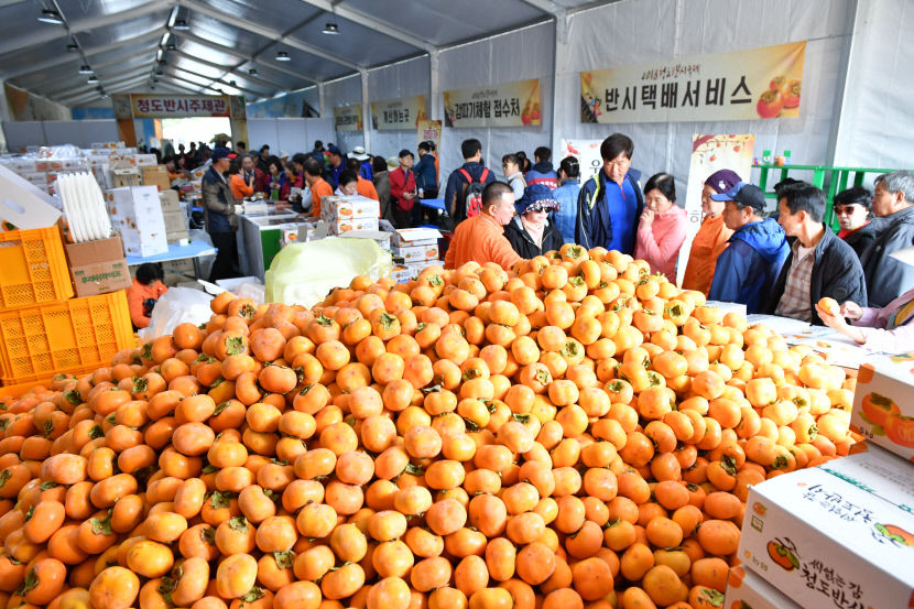 청도_반시축제2