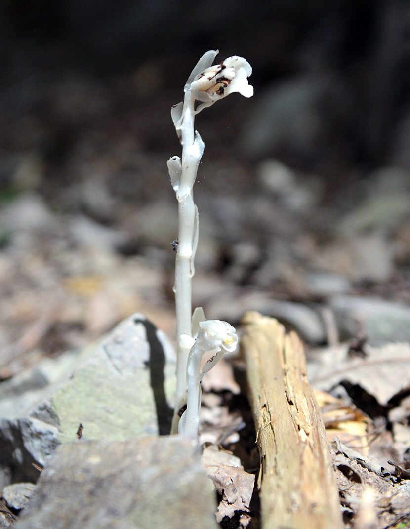 [최원식의 산] 억산(億山 944ｍ) 경남 밀양·경북 청도 경계...거대한 암벽 위의 억산 정상...정면엔 운문산, 뒤편엔 줄지어 선 영남알프스 연봉들