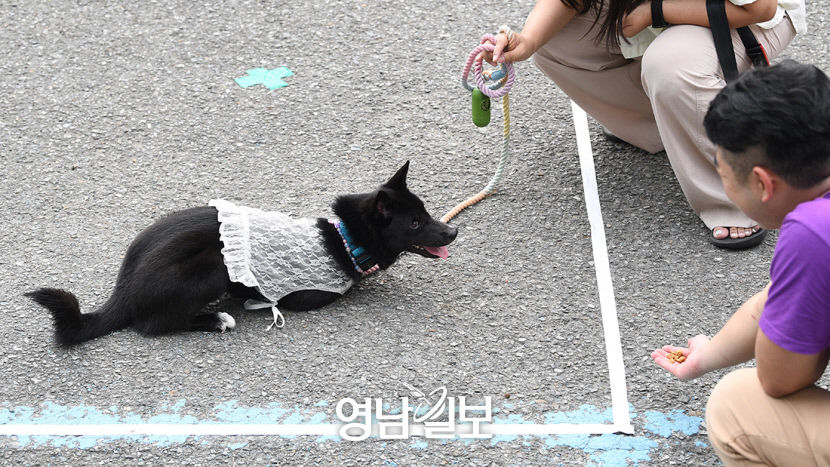 [포토뉴스] 반려견과 함께하는 기다려 대회