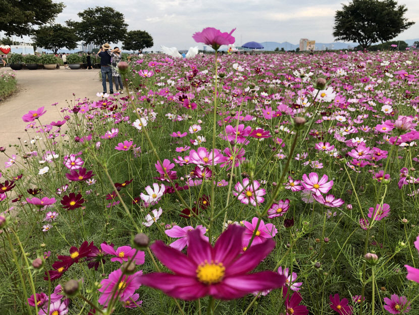 경산시 하양읍 대부잠수교 코스모스 만개 가을 정취 만끽
