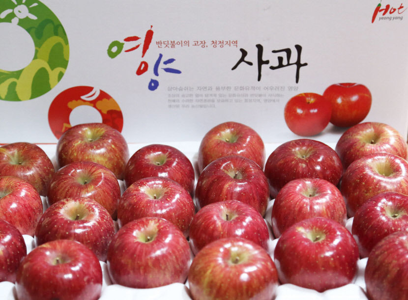 [농업으로 행복한 영양 .4] 고추와 대표작물 양대산맥 사과…해발 1219m 일월산이 키운 사과…베어 무는 순간 아삭한 꿀맛 가득