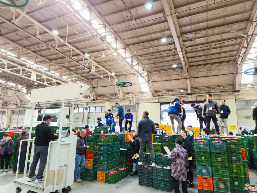 1019_안동농산물도매시장_사과경매_한창_(1)