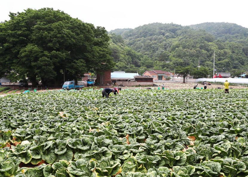 영양 고랭지 배추 고소득 효자 작물 등극