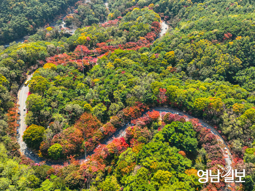 [포토뉴스] 팔공산로 수놓은 단풍