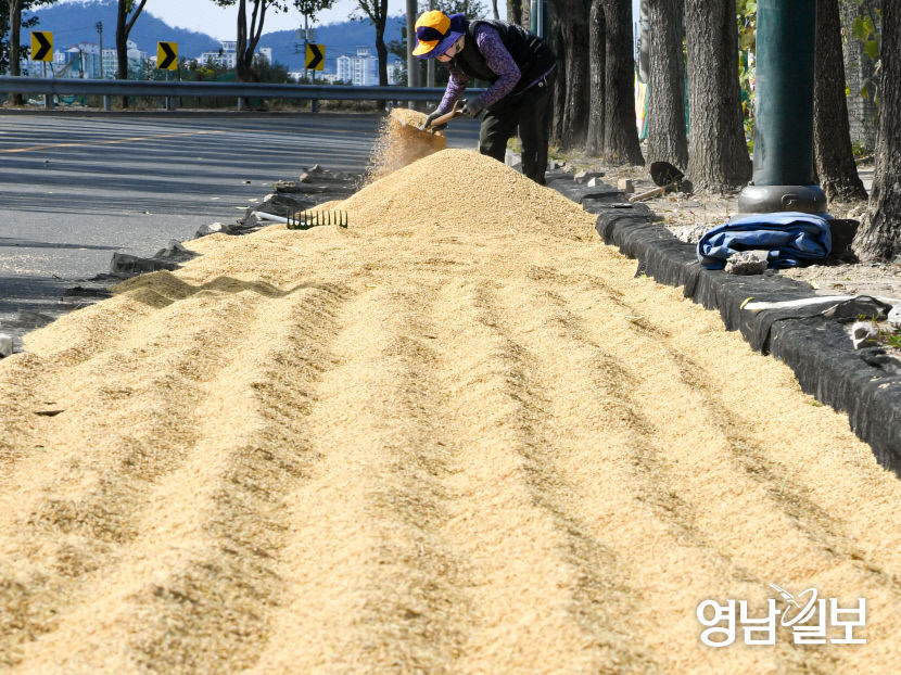 [포토뉴스] 가을 햇살에 나락 말리는 농민