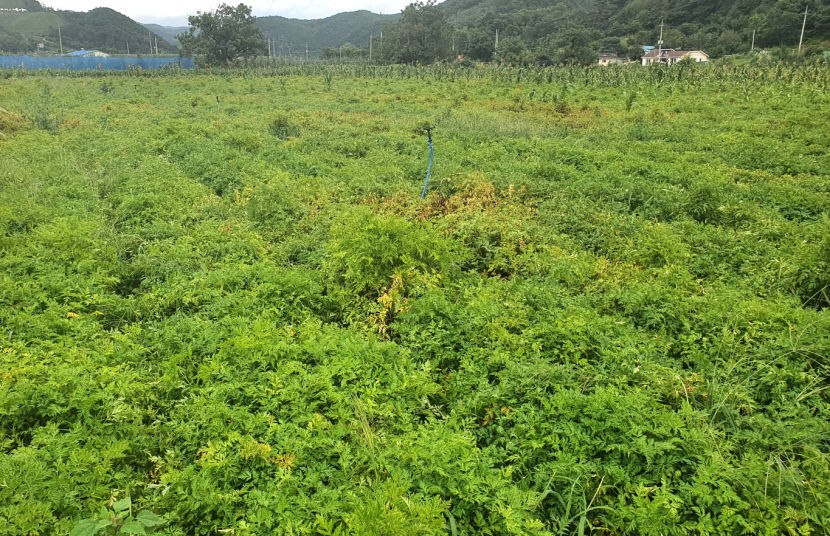 [농업으로 행복한 영양 .7] 전국 최고 품질 영양 천궁…서늘해야 잘 자라는 천궁 재배지로 제격…전국 생산량 70% 꽉 잡아