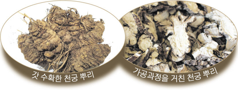 [농업으로 행복한 영양 .7] 전국 최고 품질 영양 천궁…서늘해야 잘 자라는 천궁 재배지로 제격…전국 생산량 70% 꽉 잡아