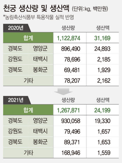 [농업으로 행복한 영양 .7] 전국 최고 품질 영양 천궁…서늘해야 잘 자라는 천궁 재배지로 제격…전국 생산량 70% 꽉 잡아