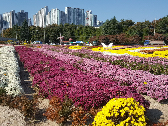포항 도심 속 공원 뱃머리마을 꽃밭서 국화 전시 개최