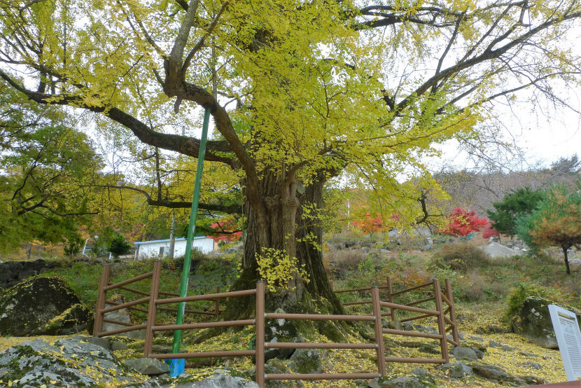 [주말&여행] 11월에 가볼 만한 은행나무 단풍 명소…1만 그루 도열한 경주 도리 은행나무숲, 샛노란 융단길 걸어보세요