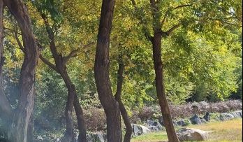 [포토뉴스] 대구 신천 두산2교 산책길 부근에 대나무꽃 눈길