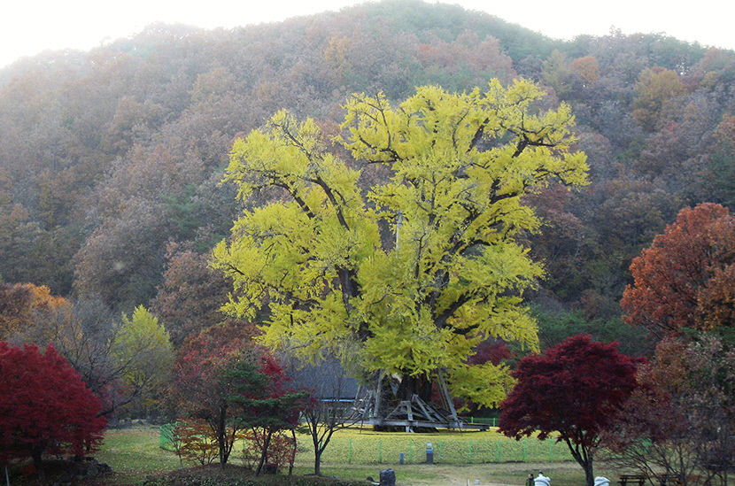 [김봉규의 수류화개(水流花開)] 은행나무(2) ...공자가 제자 가르친 곳 행단 유래, 지역 향교나 서원에도 많이 심어