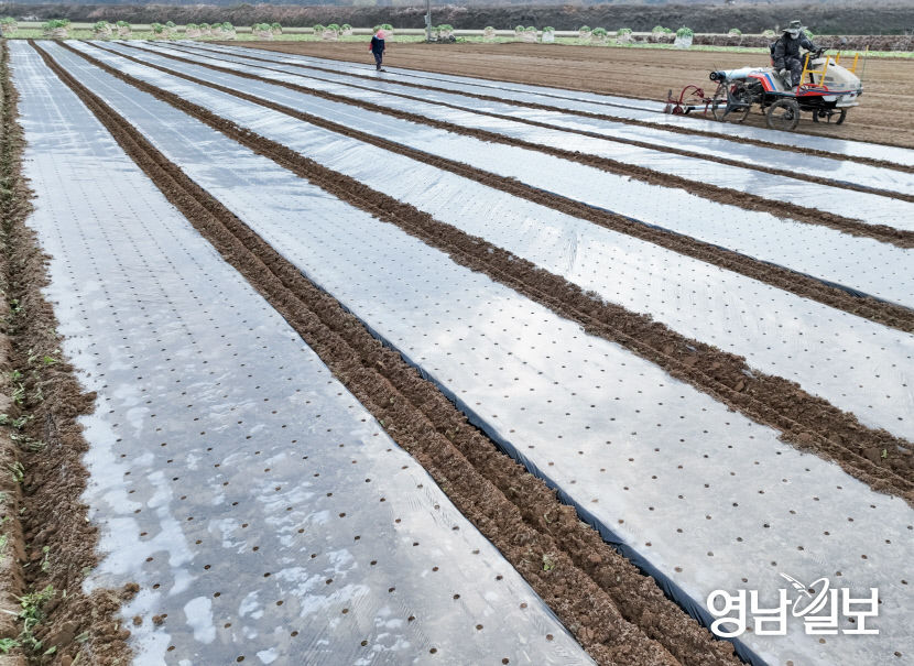 [포토뉴스] 겨울 농사 준비로 바쁜 농민들