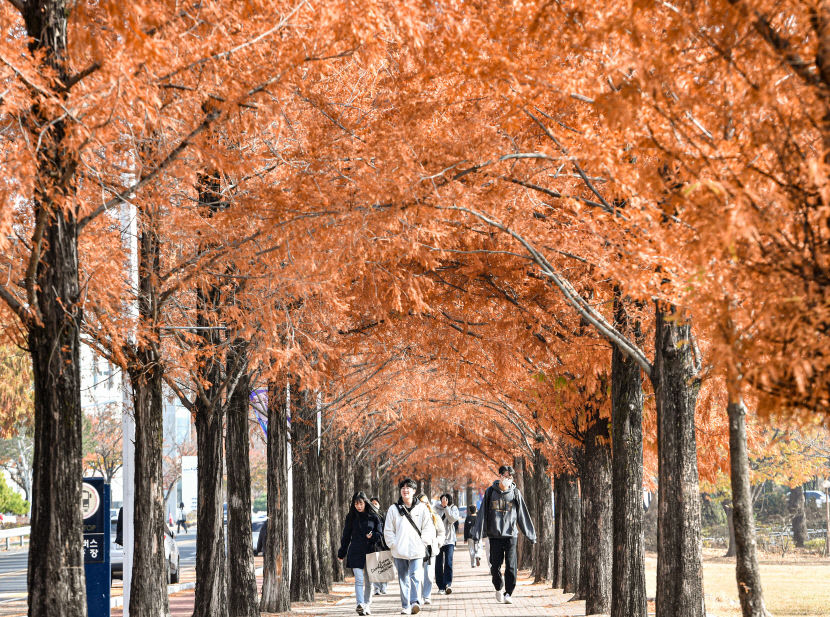 [포토뉴스] 가을색으로 물든 영남대 메타세쿼이아길