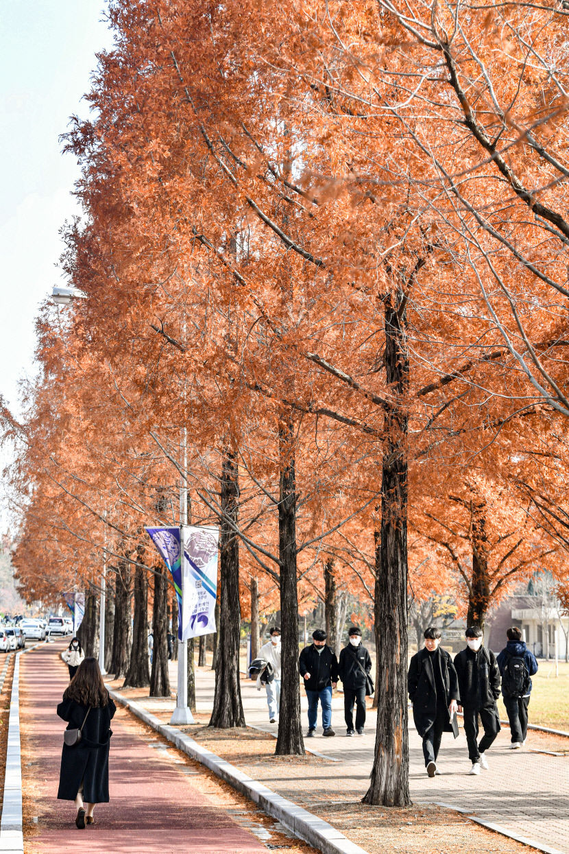 [포토뉴스] 가을색으로 물든 영남대 메타세쿼이아길