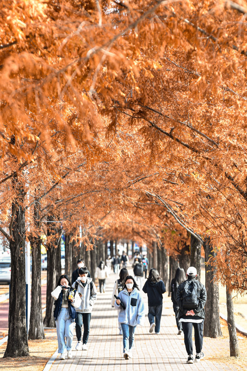 [포토뉴스] 가을색으로 물든 영남대 메타세쿼이아길