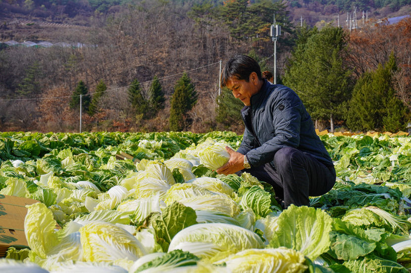 [농업으로 행복한 영양 .10] 친환경 고랭지 채소…해발 600~700m서 재배한 배추 아삭아삭…육질 단단하고 맛 고소