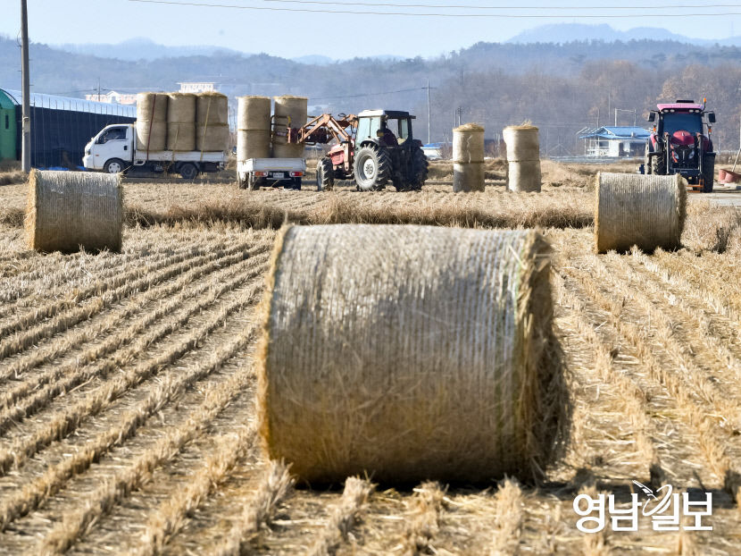 [포토뉴스] 가을걷이 마친 들녘에서 볏짚 수거하는 농민들