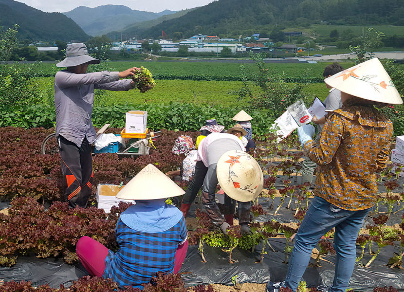 [농업으로 행복한 영양 .12·(끝)] 외국인 근로자 운용 정책…공무원이 직접 관리, 외국인 근로자 이탈 없는 비결이죠