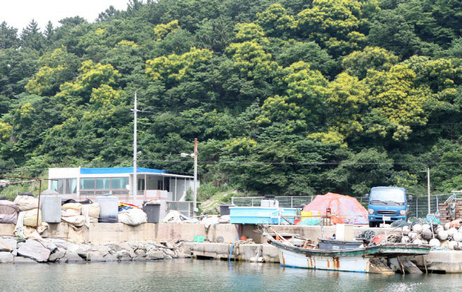 호미반도 해안 따라 천연기념물 모감주나무 1만그루 식재.. 노란 물결 장관