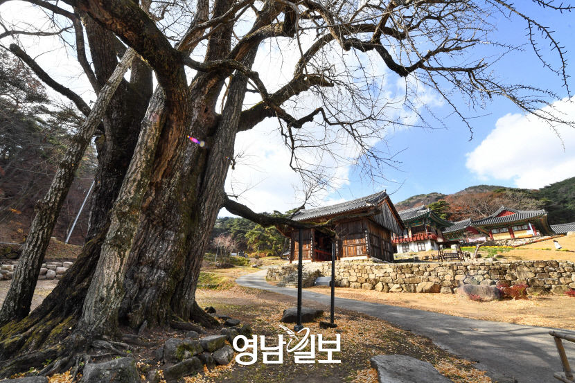 [스토리가 있는 청도 힐링 여행 .4] 청도읍 새마을로…지눌의 은행나무 지팡이는 천년 세월 巨木이 돼 절집을 지키고…
