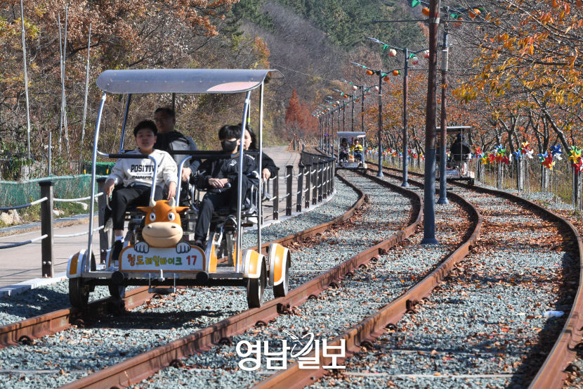 [스토리가 있는 청도 힐링 여행 .4] 청도읍 새마을로…지눌의 은행나무 지팡이는 천년 세월 巨木이 돼 절집을 지키고…