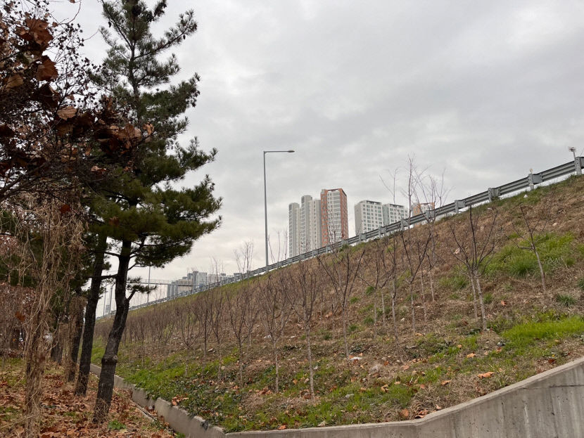 대구시비만 220억 투입 미세먼지 차단숲…효과는 글쎄요
