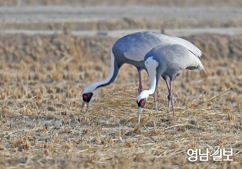 [포토뉴스] 천연기념물 재두루미, 경북 영천 화산들녘