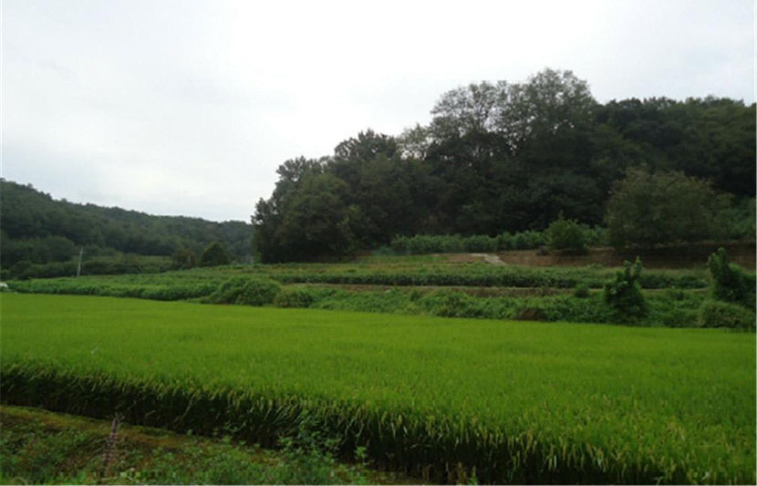 [공매 정보] 의성군 비안면 도암리 산115 임야
