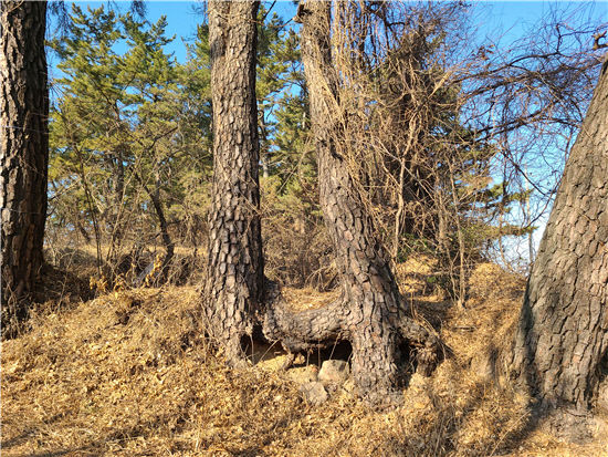 경주 낭산에서 곰솔 연리근 발견 화제…희귀 형태의 연리근