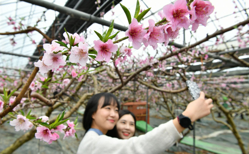 벌써 봄소식...경산 압량읍 복숭아 하우스 복사꽃 활짝