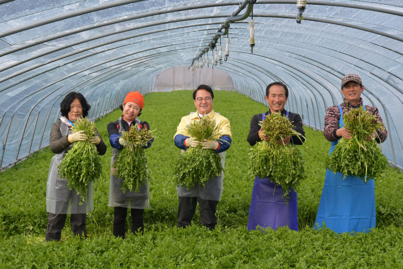 청도 한재미나리 본격 출하 한재미나리 맛보러 오세요
