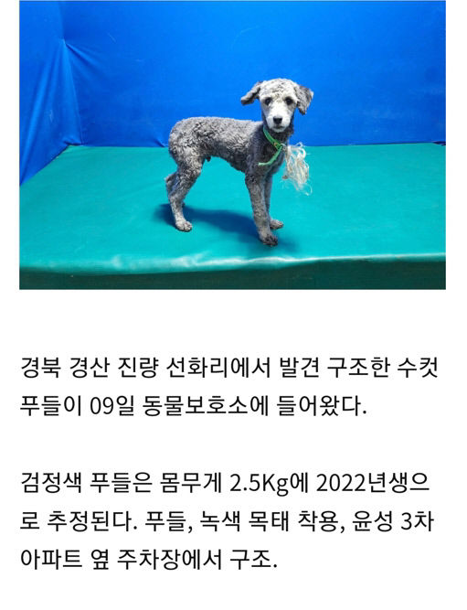 경기침체로 버려지는 반려견 증가세...경산지역선 유기견 왜 줄어들까