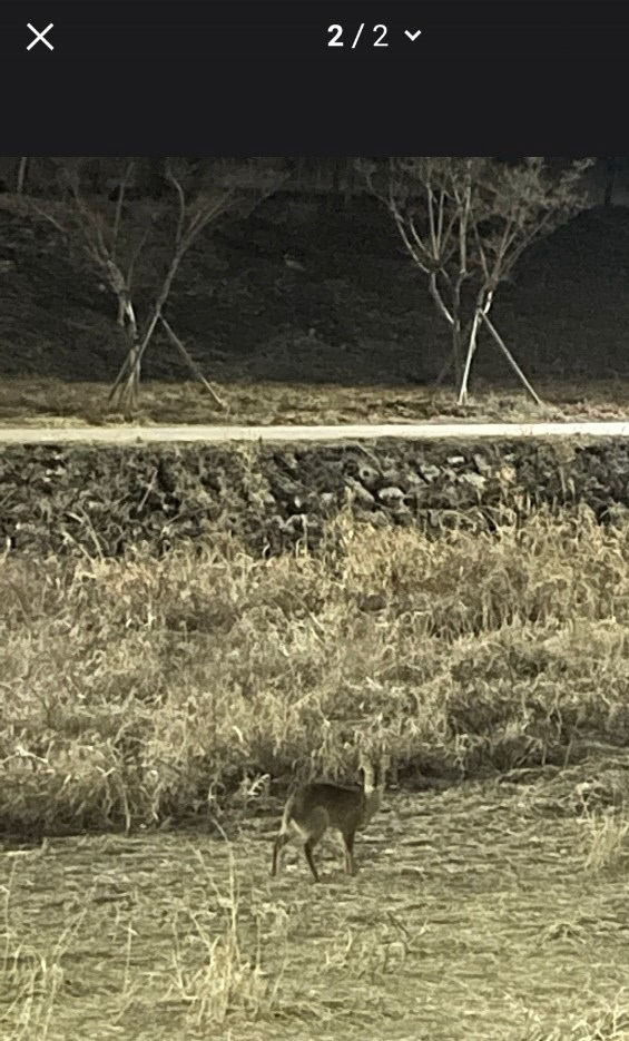 고라니