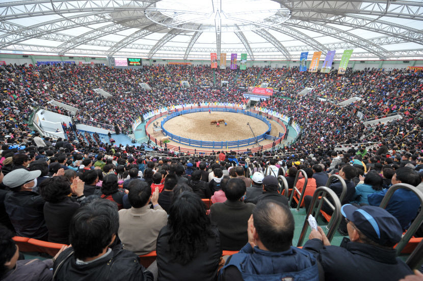 1.청도소싸움측제-1