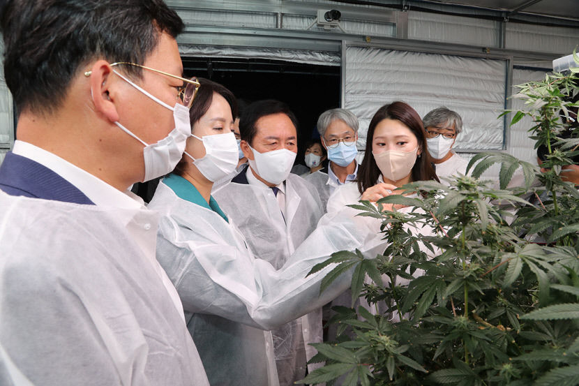 마약류 대마가 치매 치료제로…안동 그린 러시 성장 이끈다