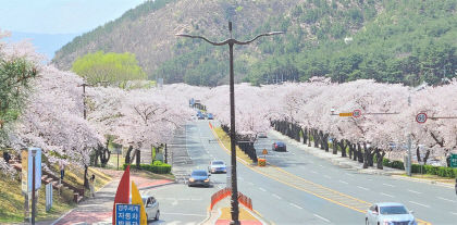 경주서 4년 만에 열리는 벚꽃 축제…하얀 눈꽃 세상