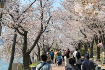 경주서 4년 만에 열리는 벚꽃 축제…하얀 눈꽃 세상