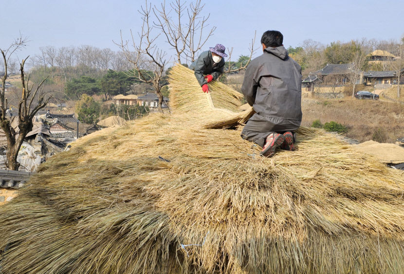경주 양동마을 초가지붕 볏짚 이엉 얹기…전통문화 재현