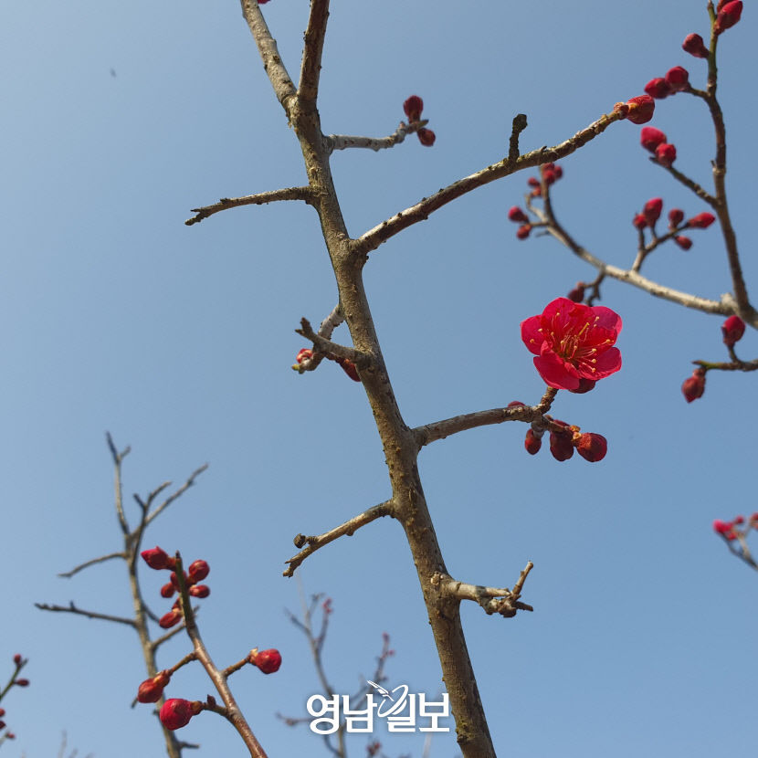 [위클리포유 커버 스토리] 수목원의 3월 (1) 봄햇살 봄바람이 간지러워 꽃망울이 터질듯 말듯