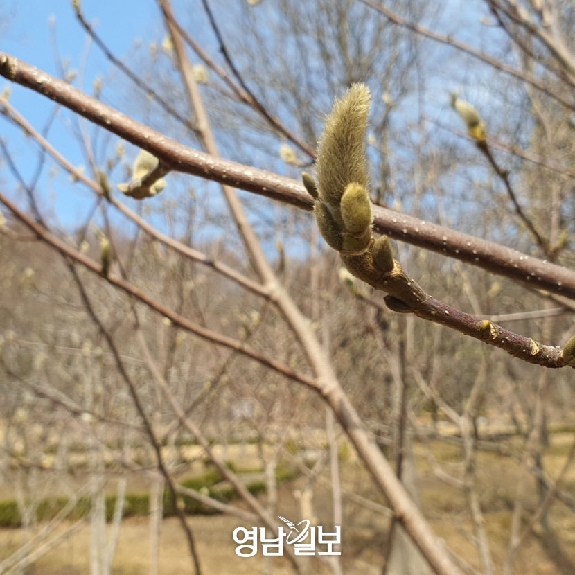 [위클리포유 커버 스토리] 수목원의 3월 (1) 봄햇살 봄바람이 간지러워 꽃망울이 터질듯 말듯