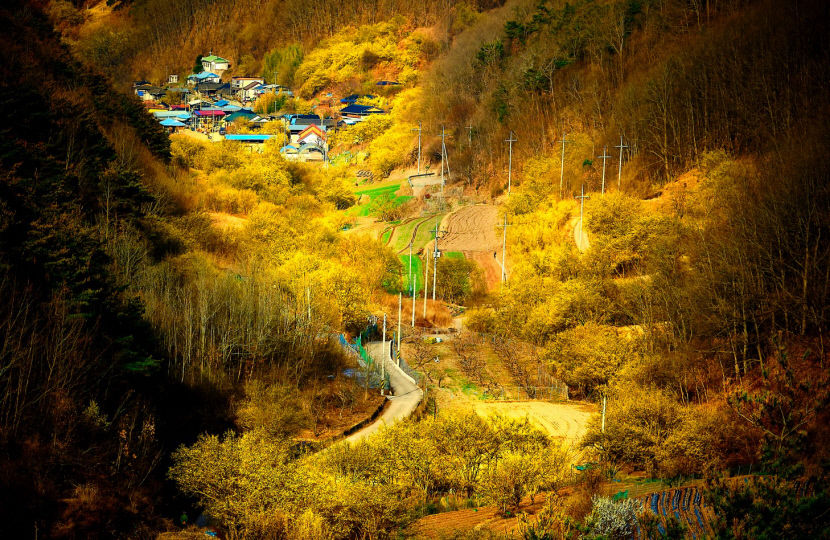 [의성 가볼만한 곳] 영원불변의 사랑을 찾아…의성 산수유마을은 노랑 물결