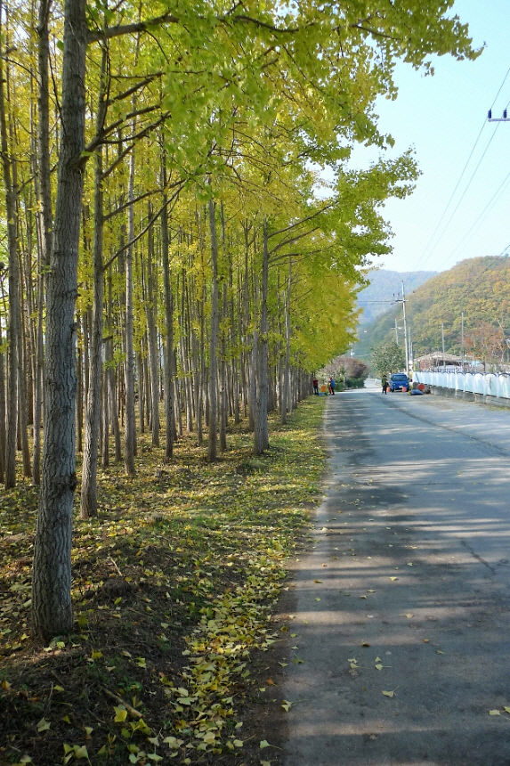 도시바람길숲
