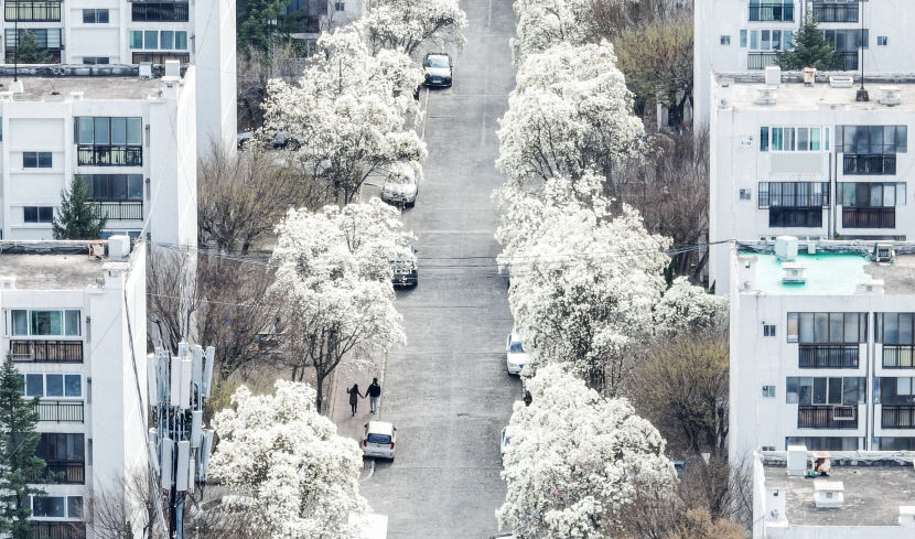 [포토뉴스] 목련 꽃 향기 가득한 대구 목련아파트