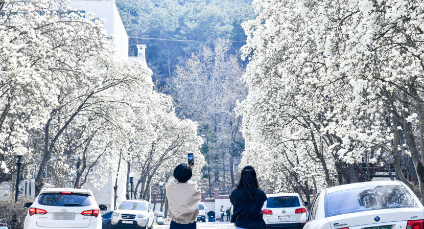 [포토뉴스] 목련 꽃 향기 가득한 대구 목련아파트