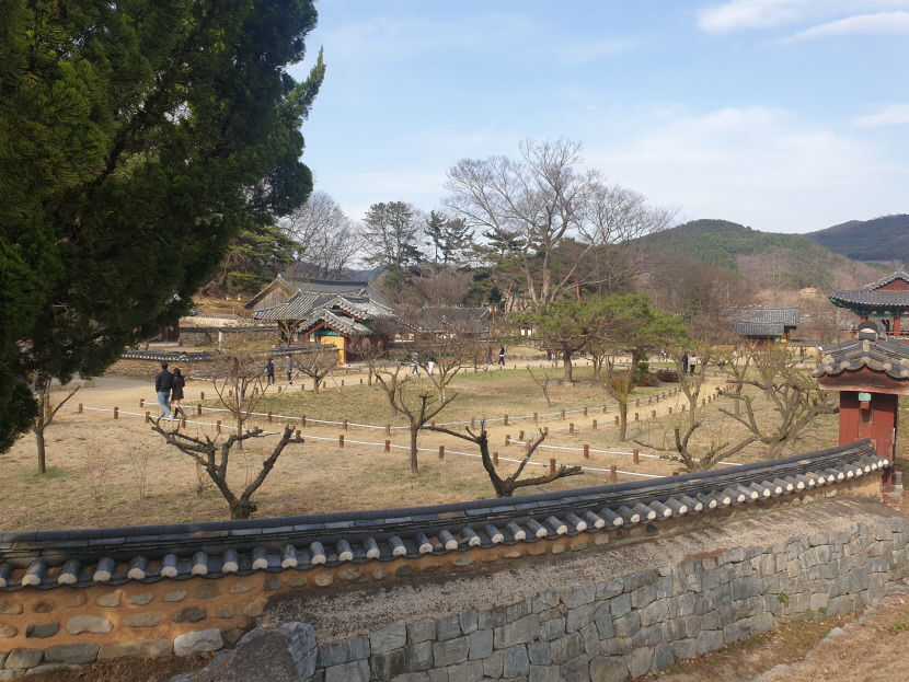 [동네뉴스-시민기자 세상보기] 회연서원 매화나무는 공인이다