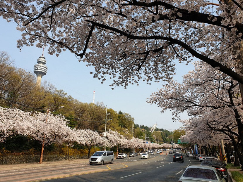 봄꽃 지천인 ‘대구 꽃플레이스’