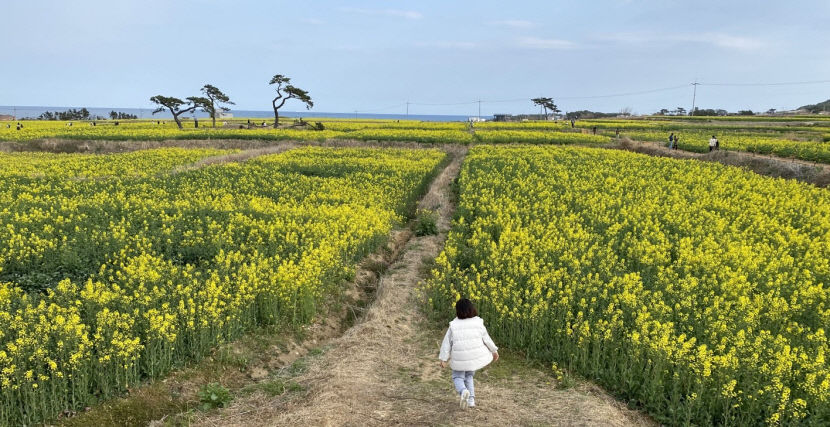[포항 가볼만한 곳] 포항 호미곶서 즐기는 일석이조…축구장 46개 규모 유채꽃 물결