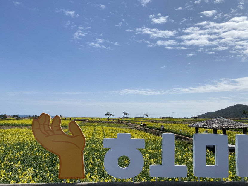 절정의 노란 물결…눈과 입이 즐거운 호미반도 속으로 풍덩
